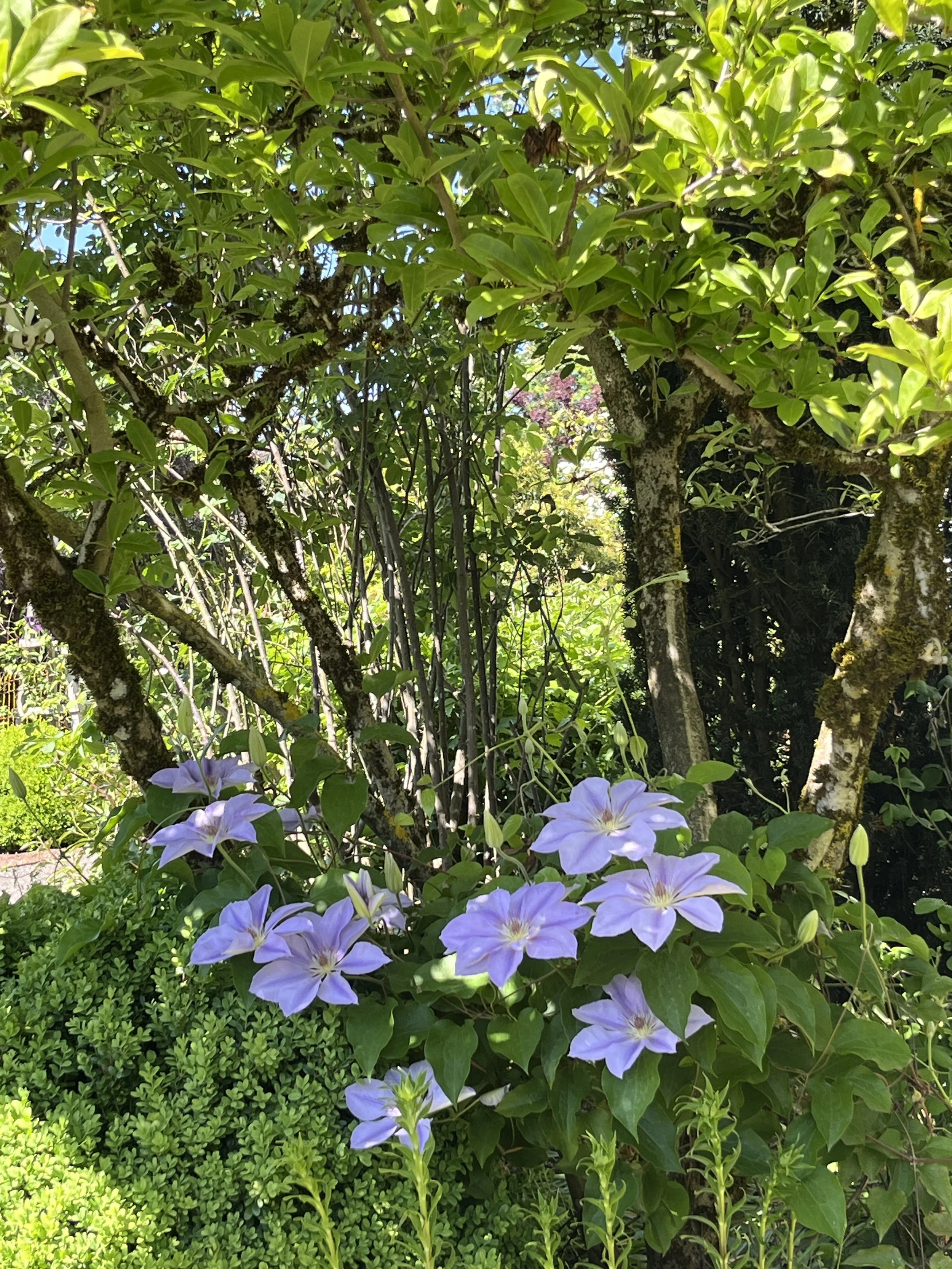 What's in Bloom? — Rogerson Clematis Garden